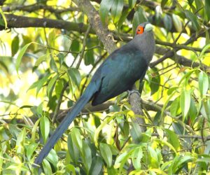 Chestnut-bellied Malkoha