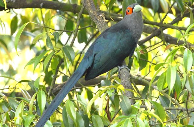 Chestnut-bellied Malkoha