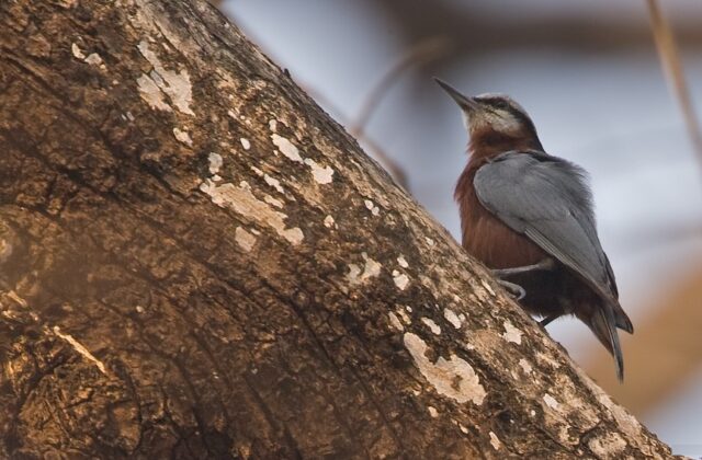 Indian Nuthatch