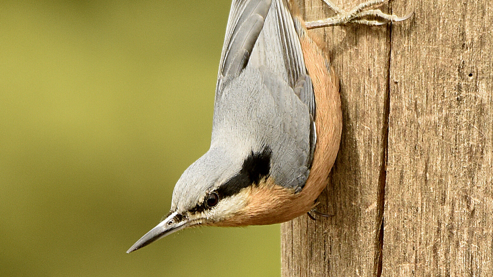 Chestnut-bellied Nuthatch