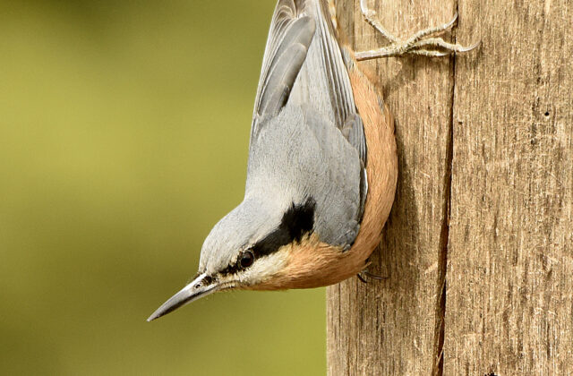 Chestnut-bellied Nuthatch