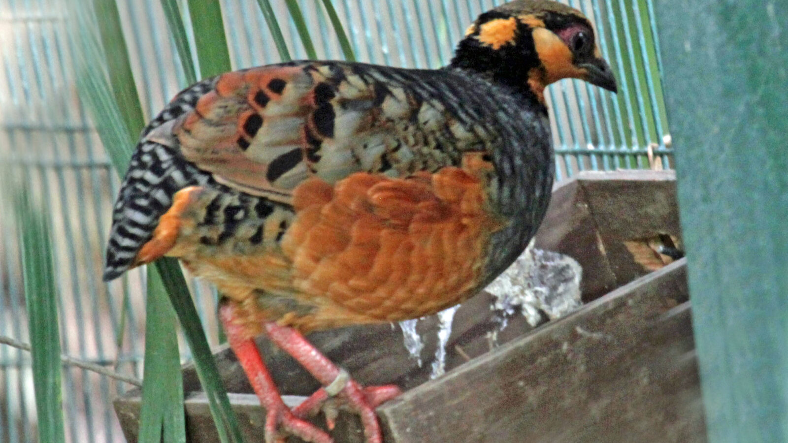 Chestnut-bellied Partridge