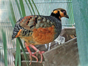 Chestnut-bellied Partridge
