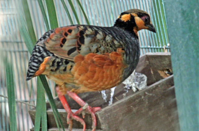 Chestnut-bellied Partridge