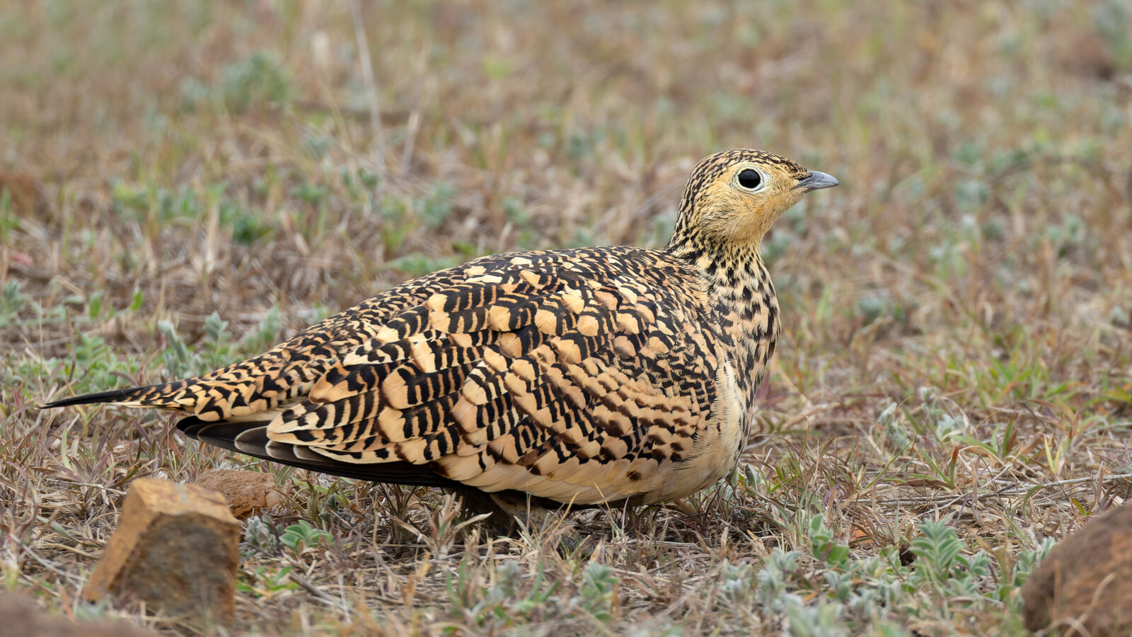 Chestnut-bellied Sandgrouse