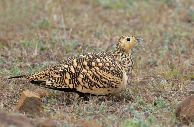 Chestnut-bellied Sandgrouse