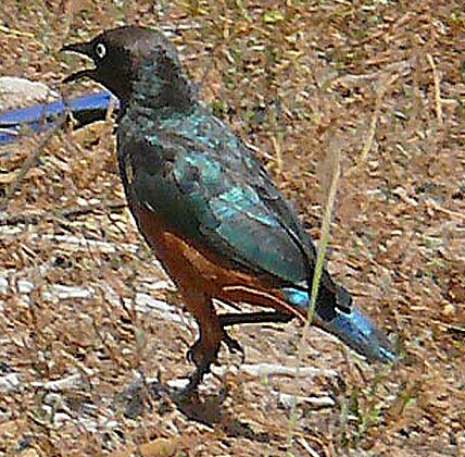 Chestnut-bellied Starling