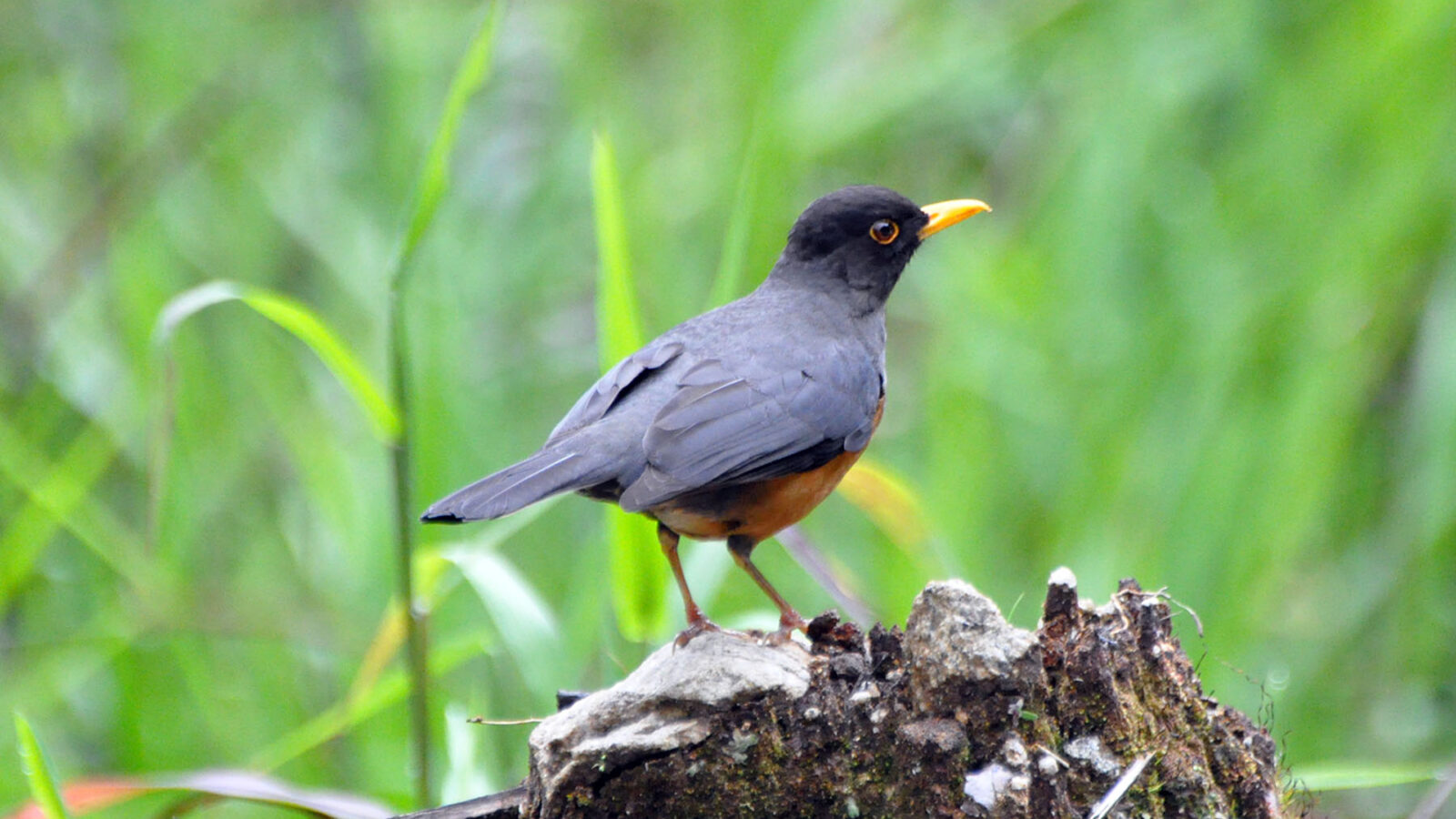 Chestnut-bellied Thrush