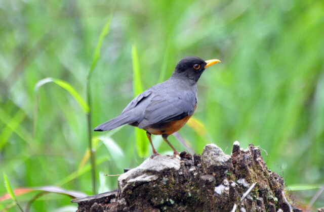 Chestnut-bellied Thrush