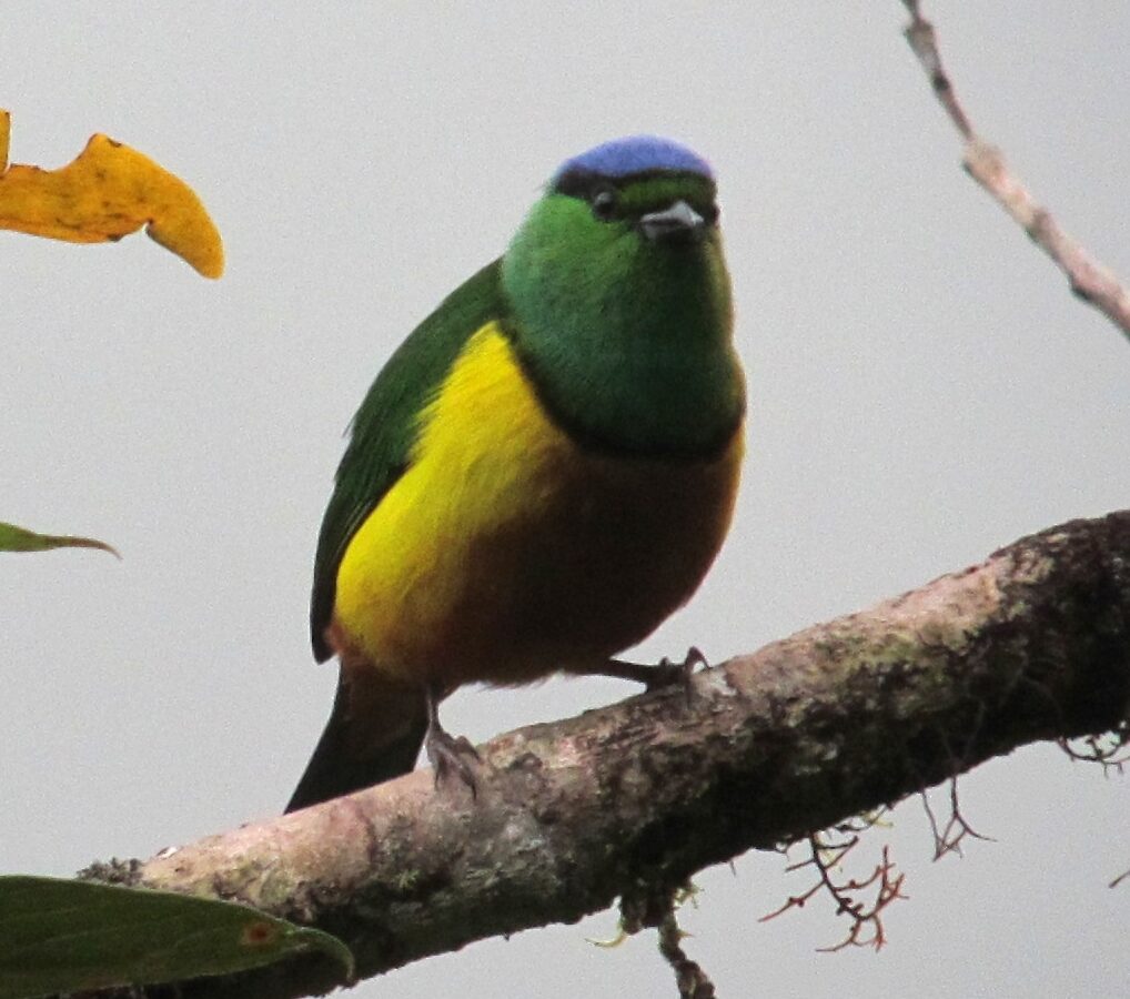 Chestnut-breasted Chlorophonia