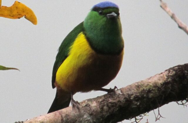 Chestnut-breasted Chlorophonia