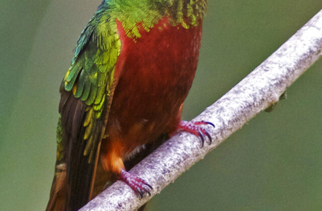 Chestnut-breasted Coronet