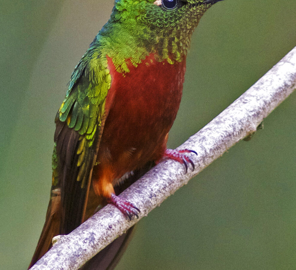 Chestnut-breasted Coronet
