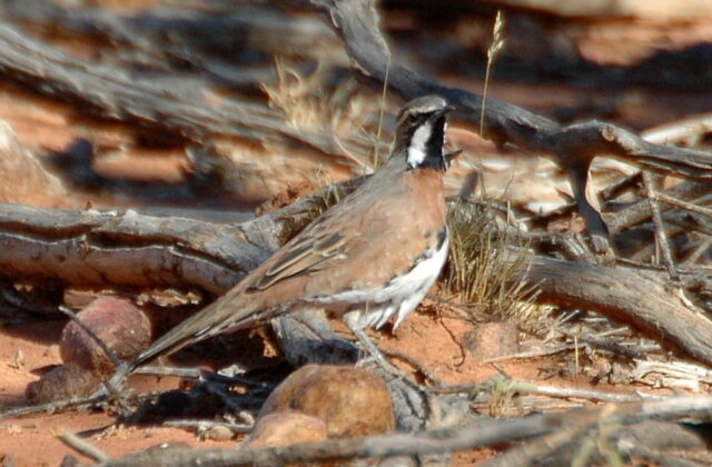 Chestnut-breasted Quail-thrush