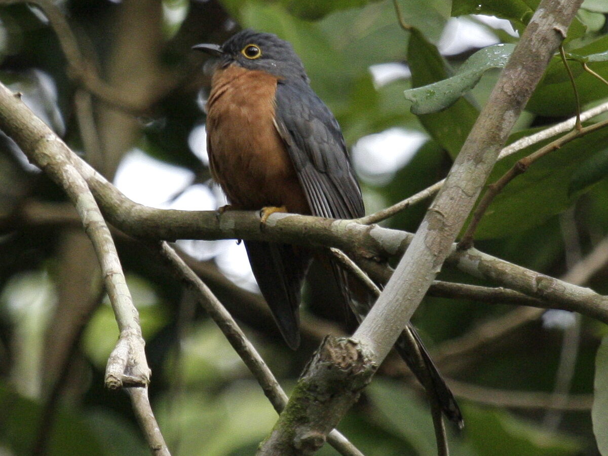 Chestnut-breasted Cuckoo