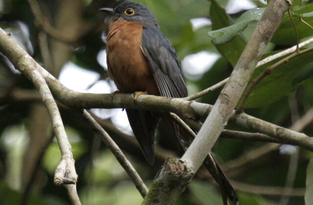 Chestnut-breasted Cuckoo