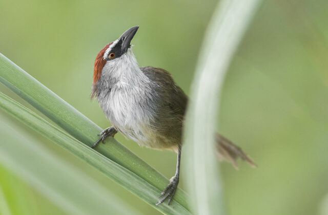 Chestnut-capped Babbler