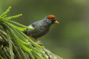 Chestnut-capped Laughingthrush