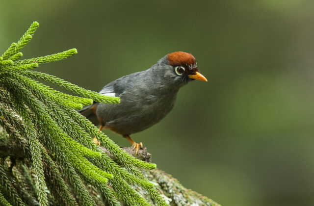 Chestnut-capped Laughingthrush