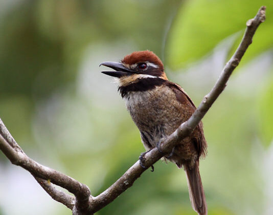 Chestnut-capped Puffbird