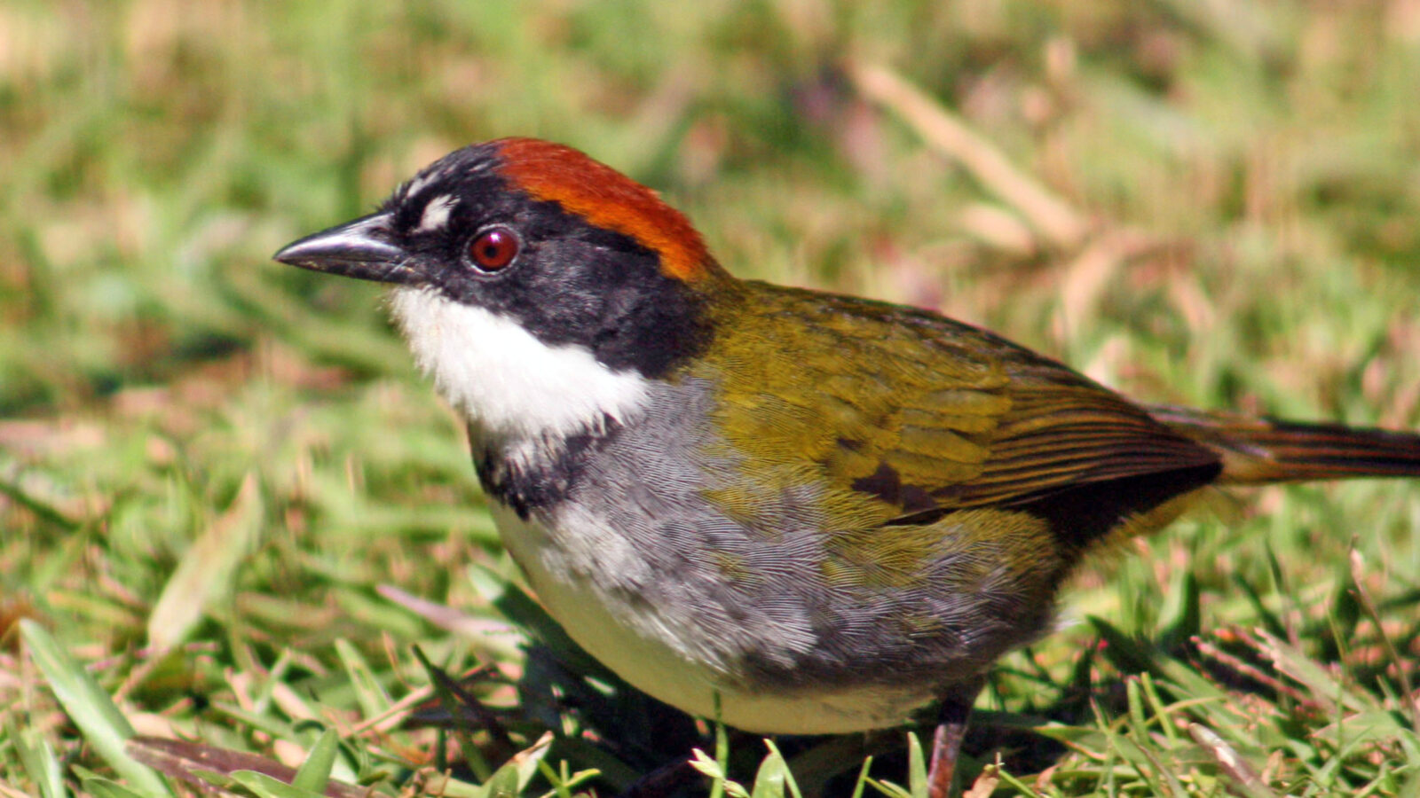 Chestnut-capped Brushfinch