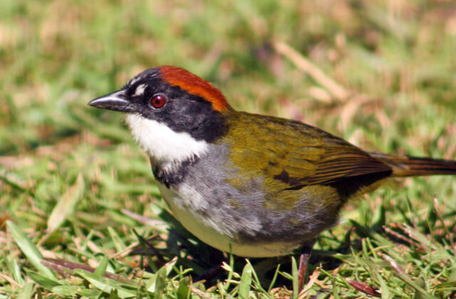 Chestnut-capped Brushfinch