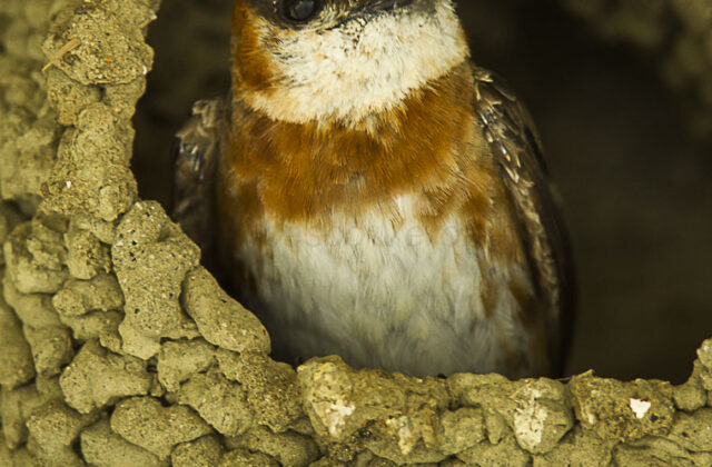 Chestnut-collared Swallow