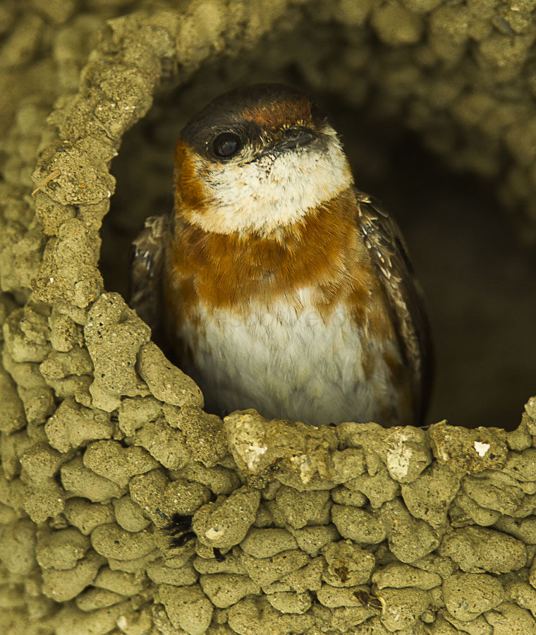 Chestnut-collared Swallow