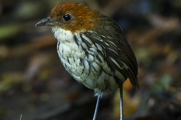 Chestnut-crowned Antpitta