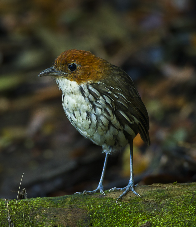 Chestnut-crowned Antpitta