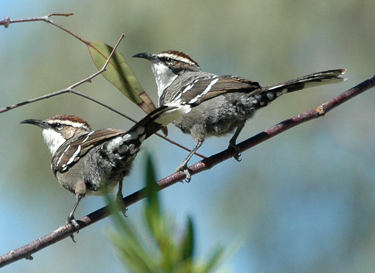Chestnut-crowned Babbler