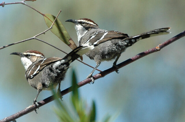 Chestnut-crowned Babbler
