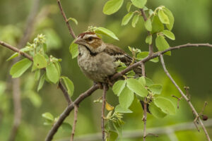 Chestnut-crowned Sparrow-Weaver