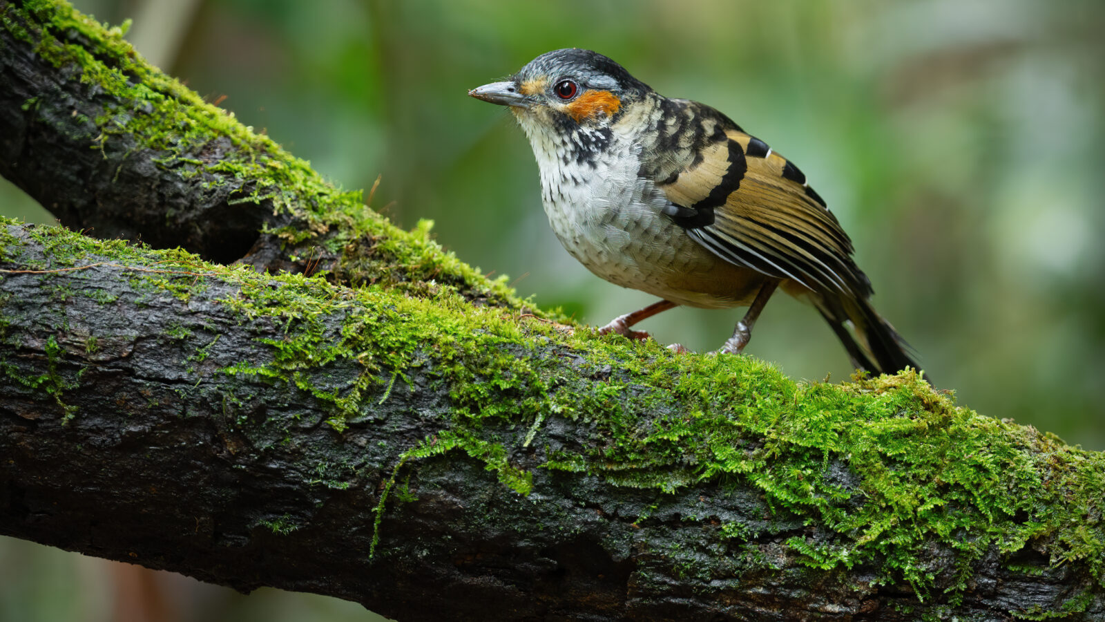 Chestnut-eared Laughingthrush