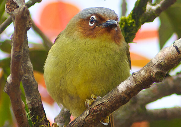 Chestnut-faced Babbler