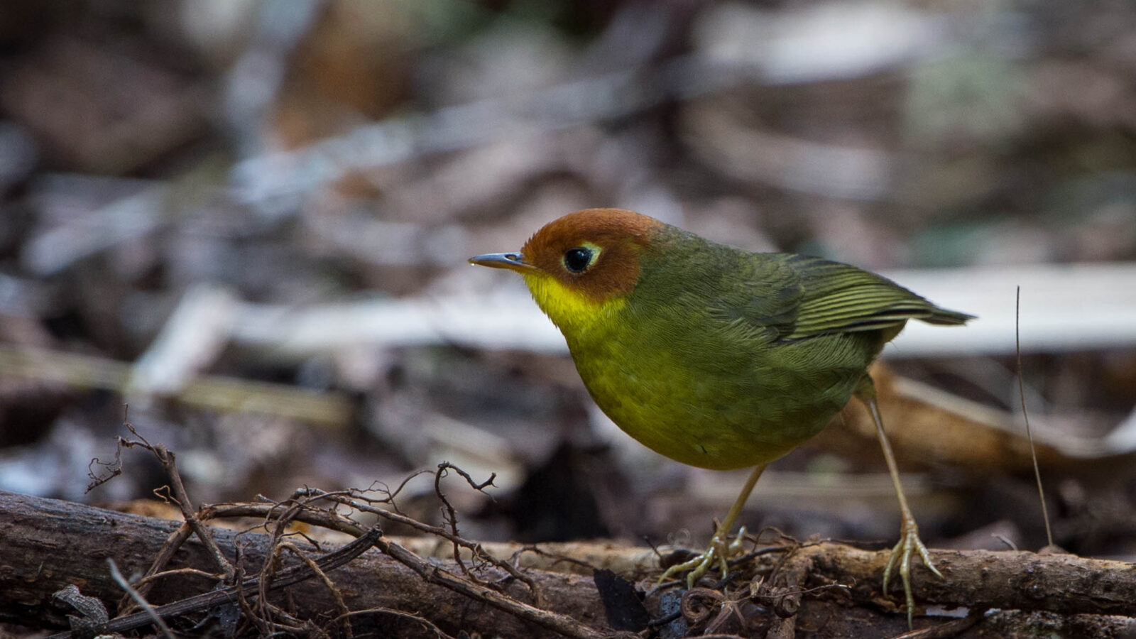 Chestnut-headed Tesia