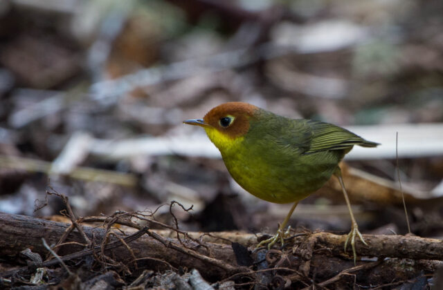 Chestnut-headed Tesia