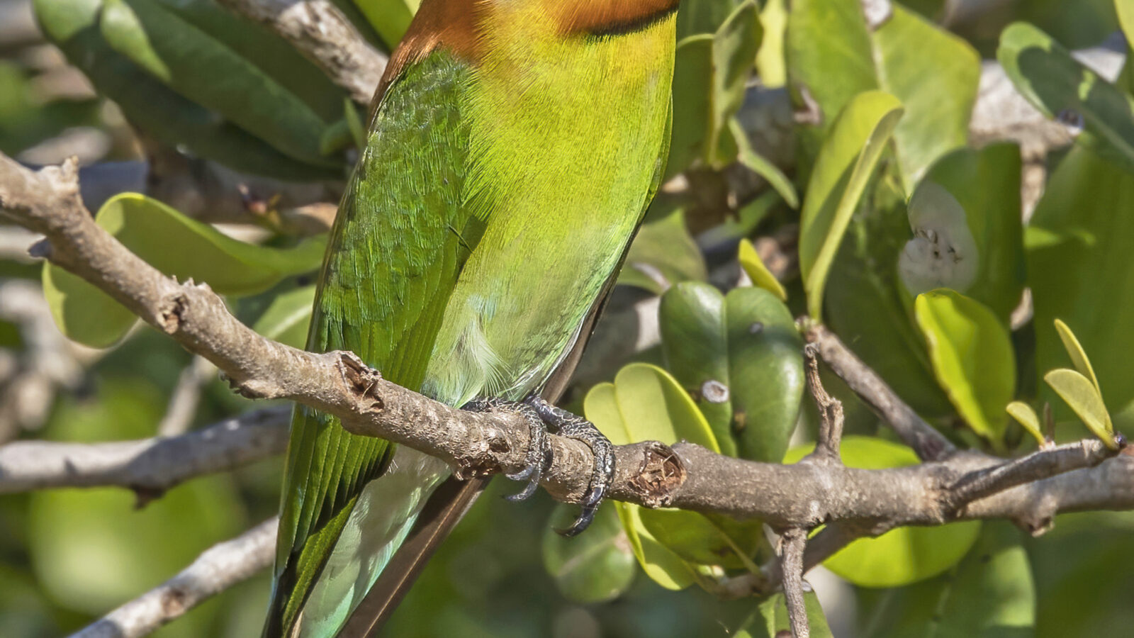 Chestnut-headed Bee-eater