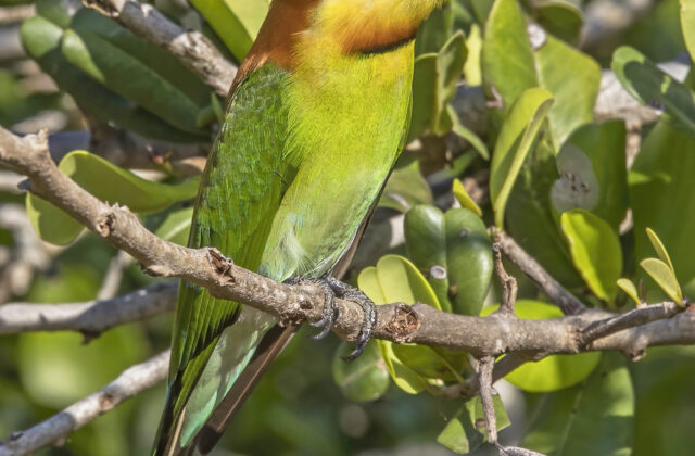 Chestnut-headed Bee-eater