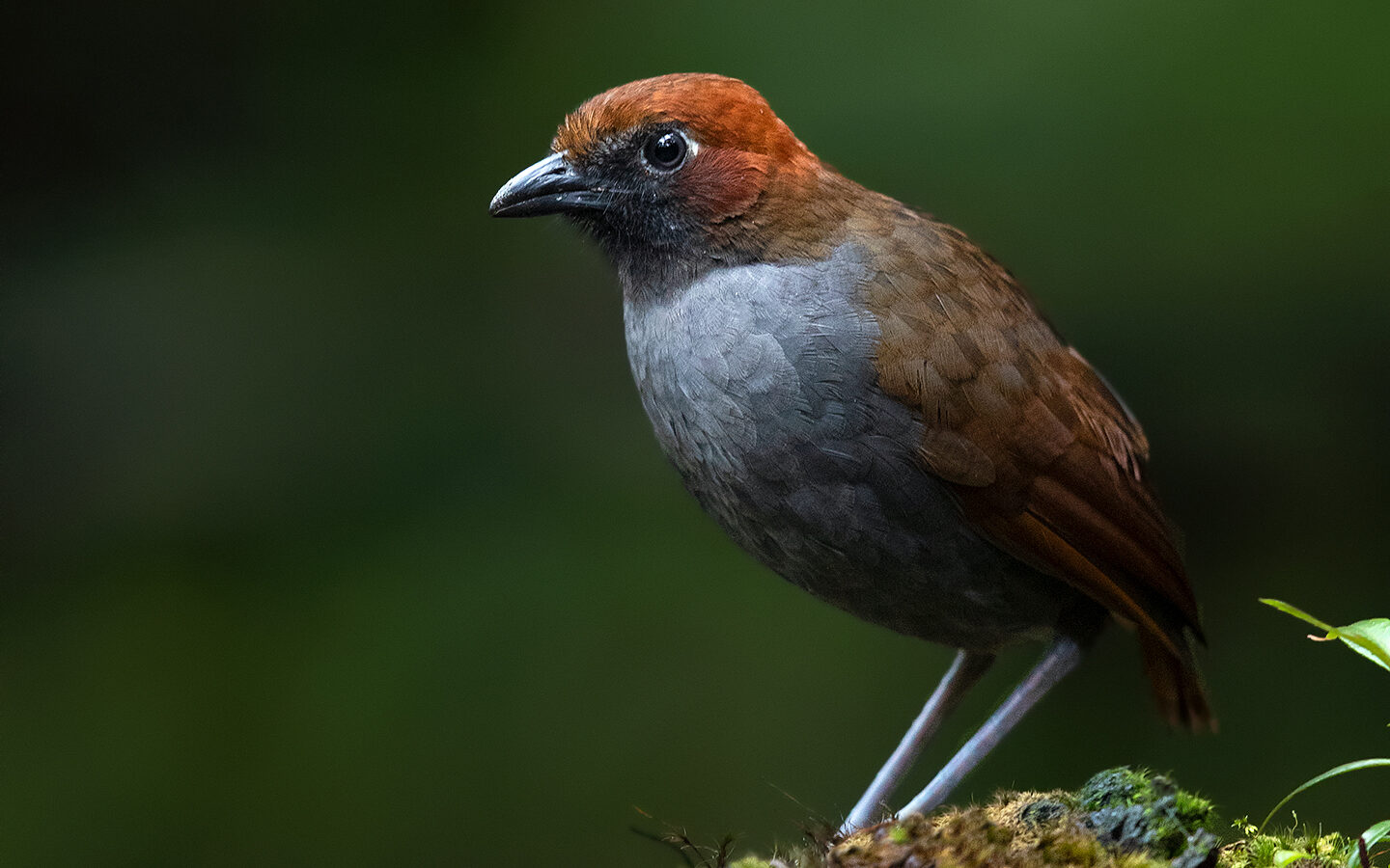 Chestnut-naped Antpitta