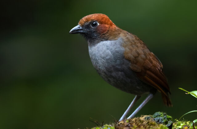Chestnut-naped Antpitta