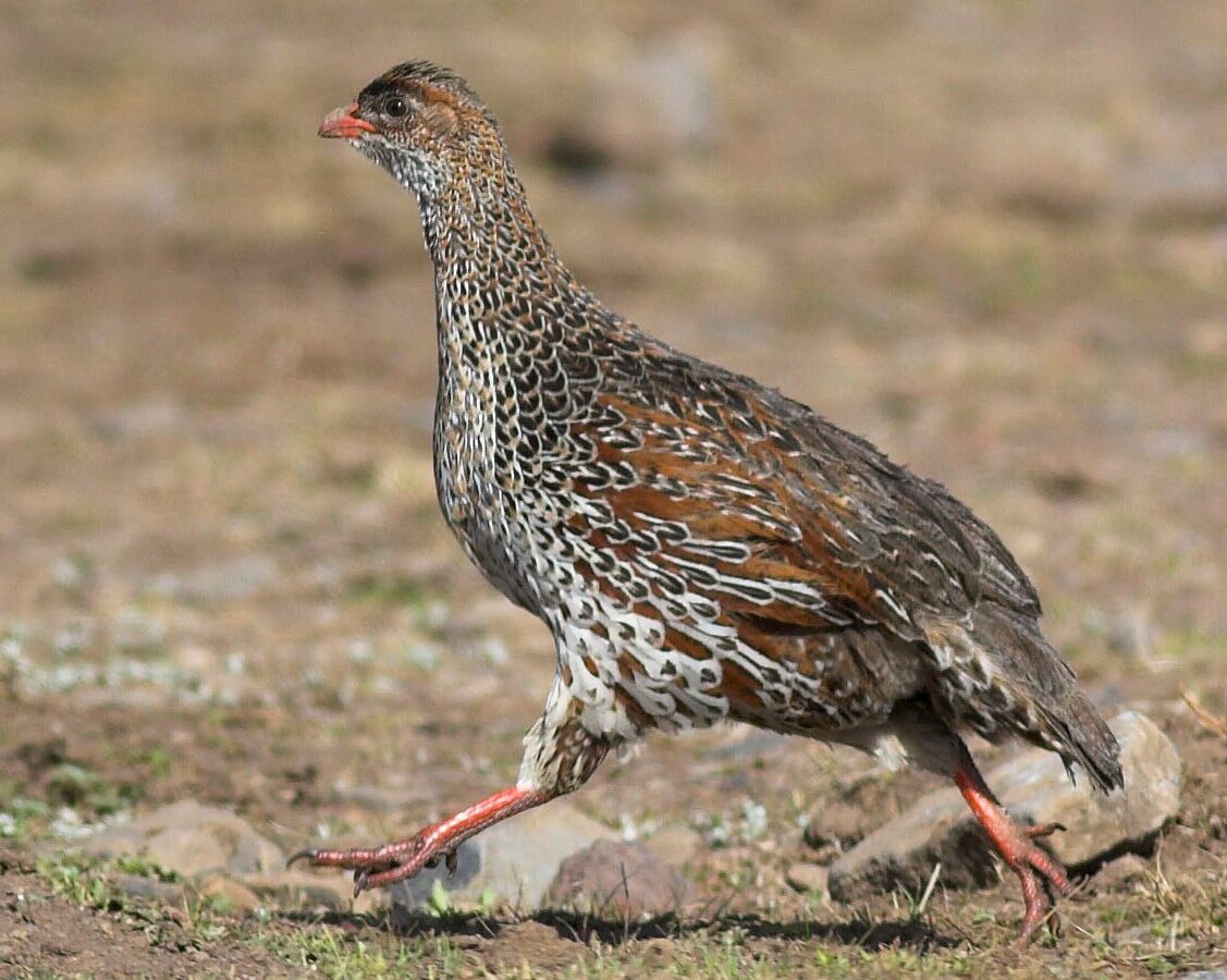 Chestnut-naped Spurfowl