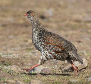 Chestnut-naped Spurfowl