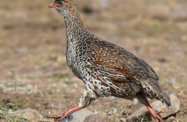 Chestnut-naped Spurfowl