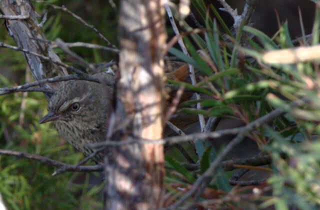 Chestnut-rumped Heathwren