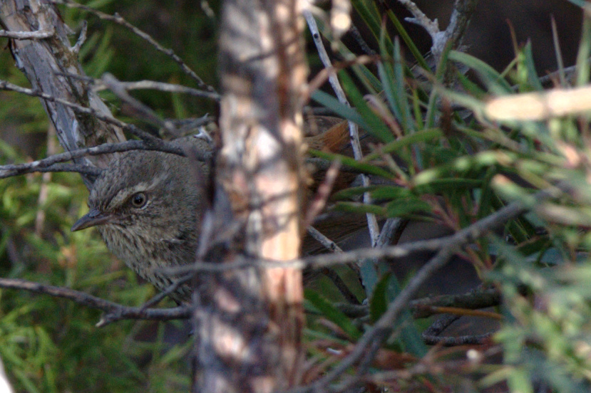 Chestnut-rumped Heathwren