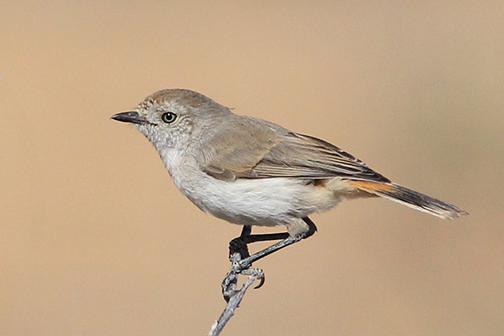 Chestnut-rumped Thornbill