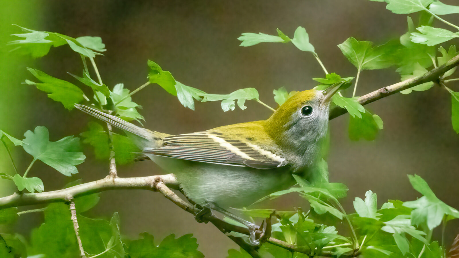 Chestnut-sided Warbler