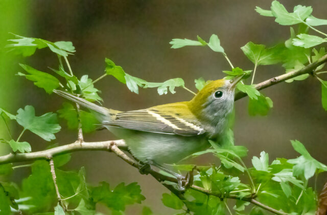 Chestnut-sided Warbler