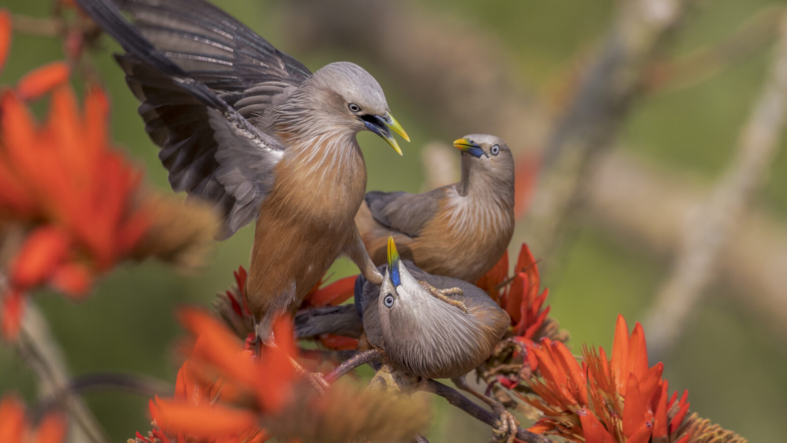 Chestnut-tailed Starling